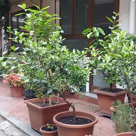Il Anni 60 In